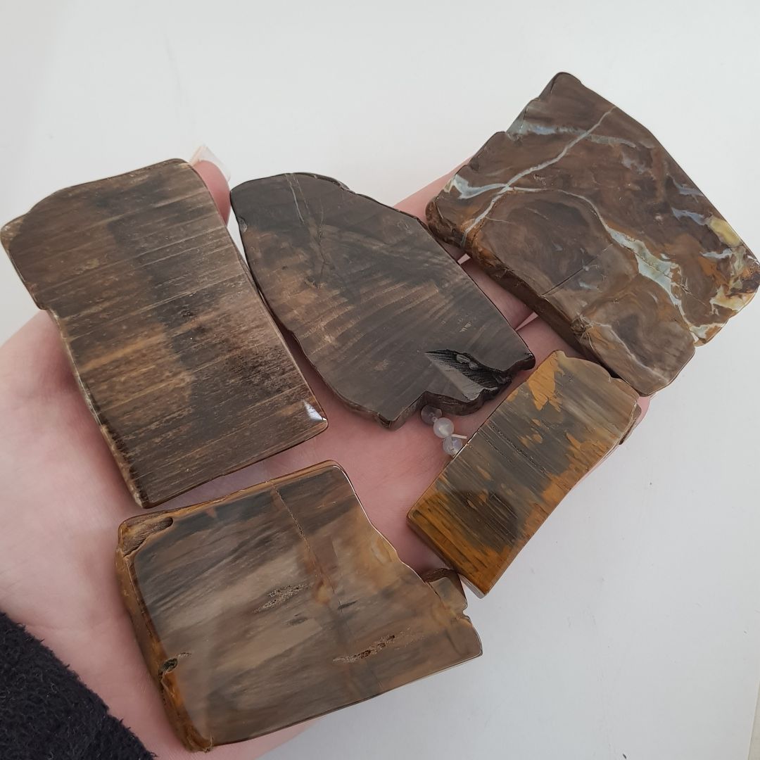 Petrified Wood Polished Slices - 5pc Petrified Wood Polished Slices - 5pc